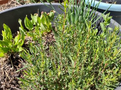 Low Water Herbs