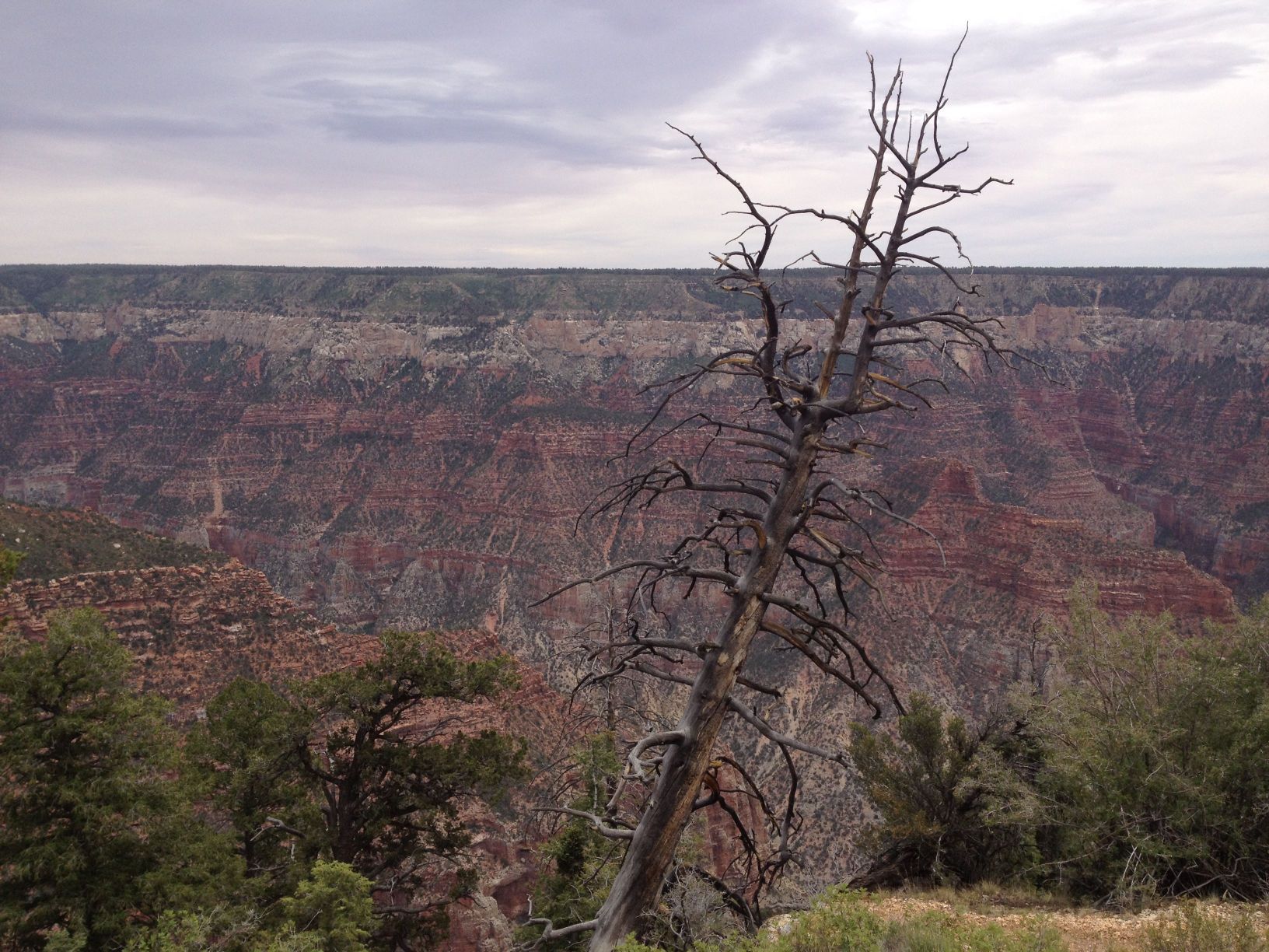 Drought affects trees and global warming more than first