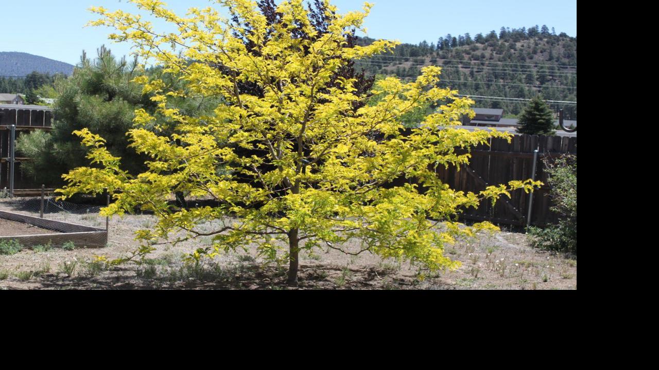 Gardening Etcetera: Balancing function with aesthetics in our landscapes