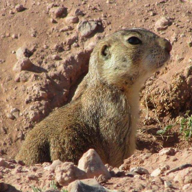 are there prairie dogs in arizona