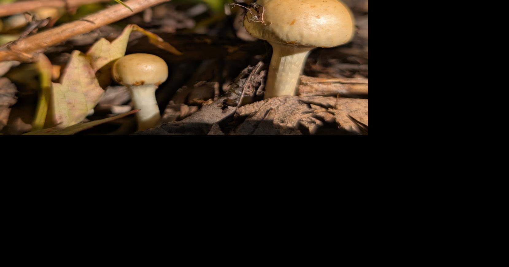 Local Fungi