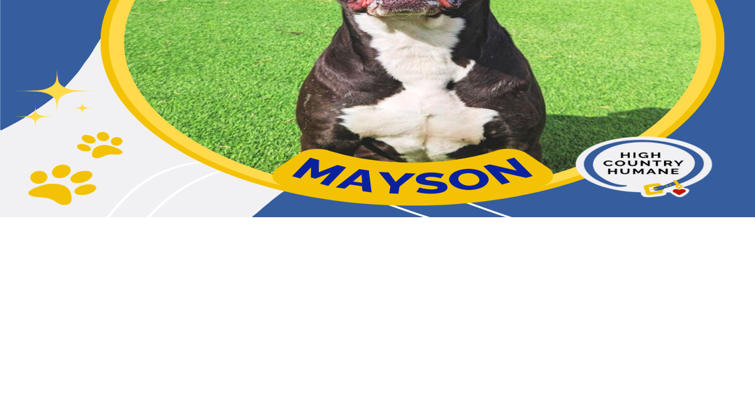 HCH Pet of the Week: Mayson