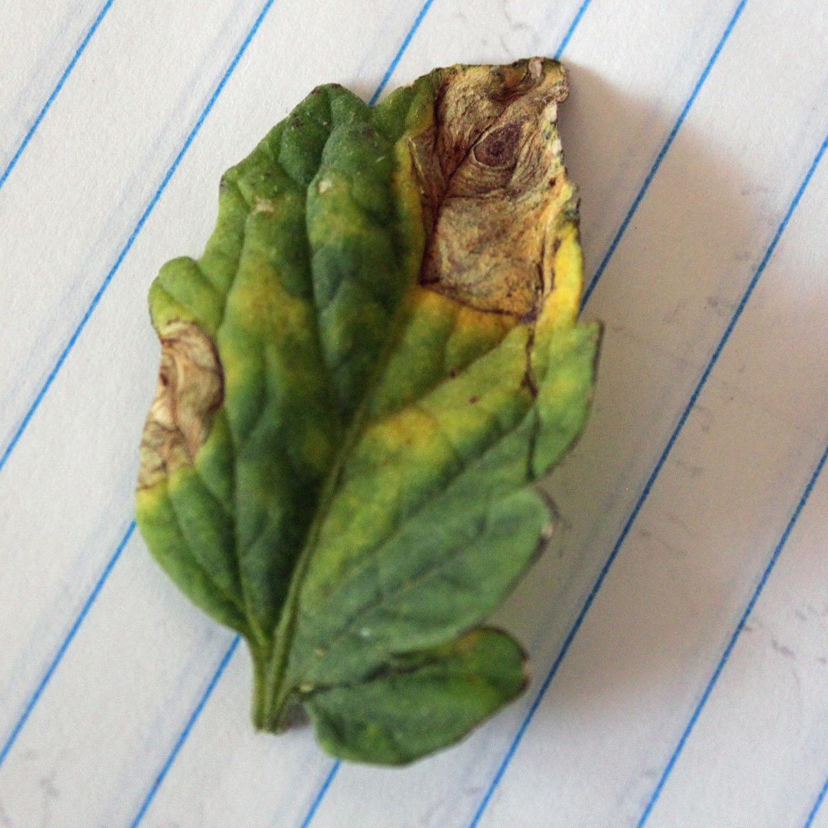 early blight