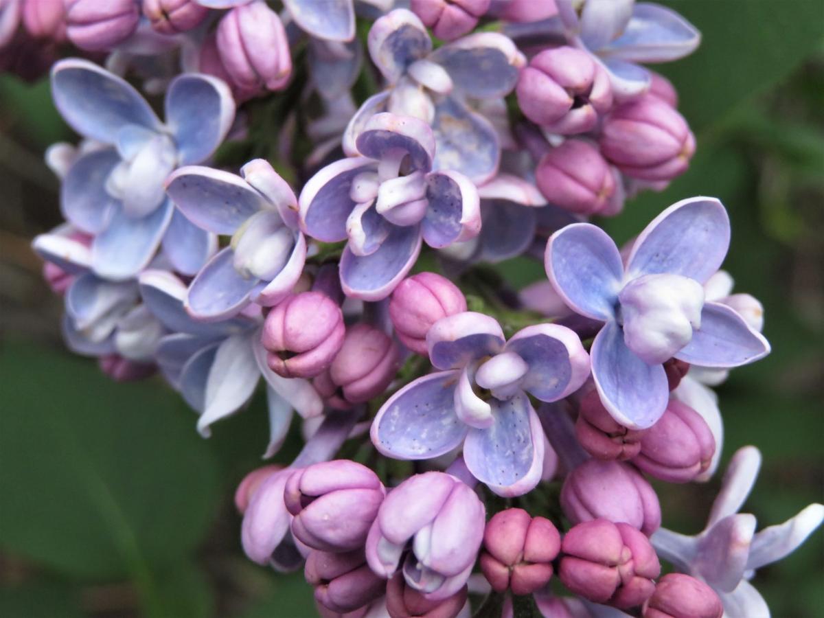 lilacs
