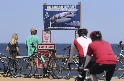 Cape Cod Sharks