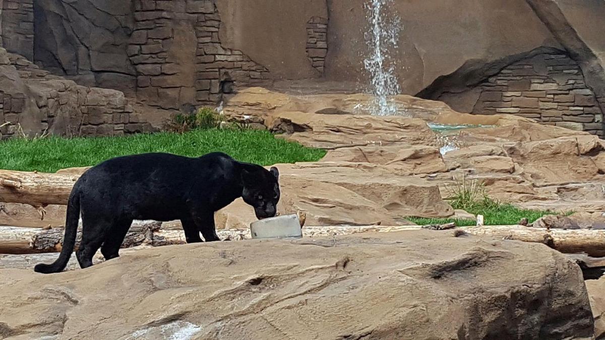 bearizona jaguar exhibit to open sunday local