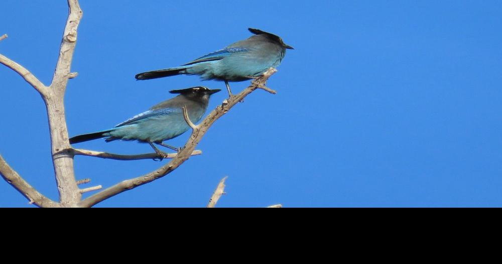 Eregyrn Falls — hiyoratory: blue jay bird