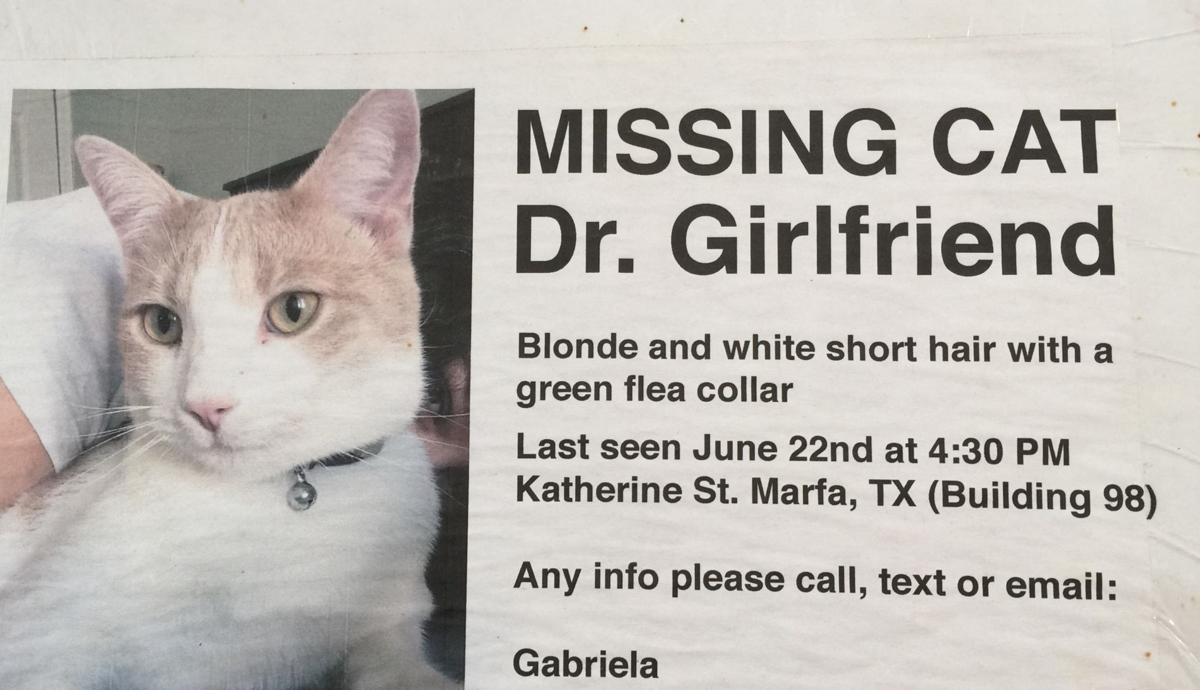 Lost pet