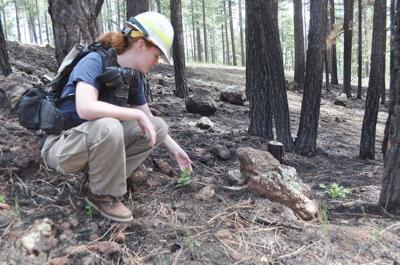 Underbrush In Owen Park Is So Dense Its >> Letting The Forest Burn Local Azdailysun Com Underbrush In Owen Park Is So Dense Its >> Letting The Forest Burn Local Azdailysun Com
