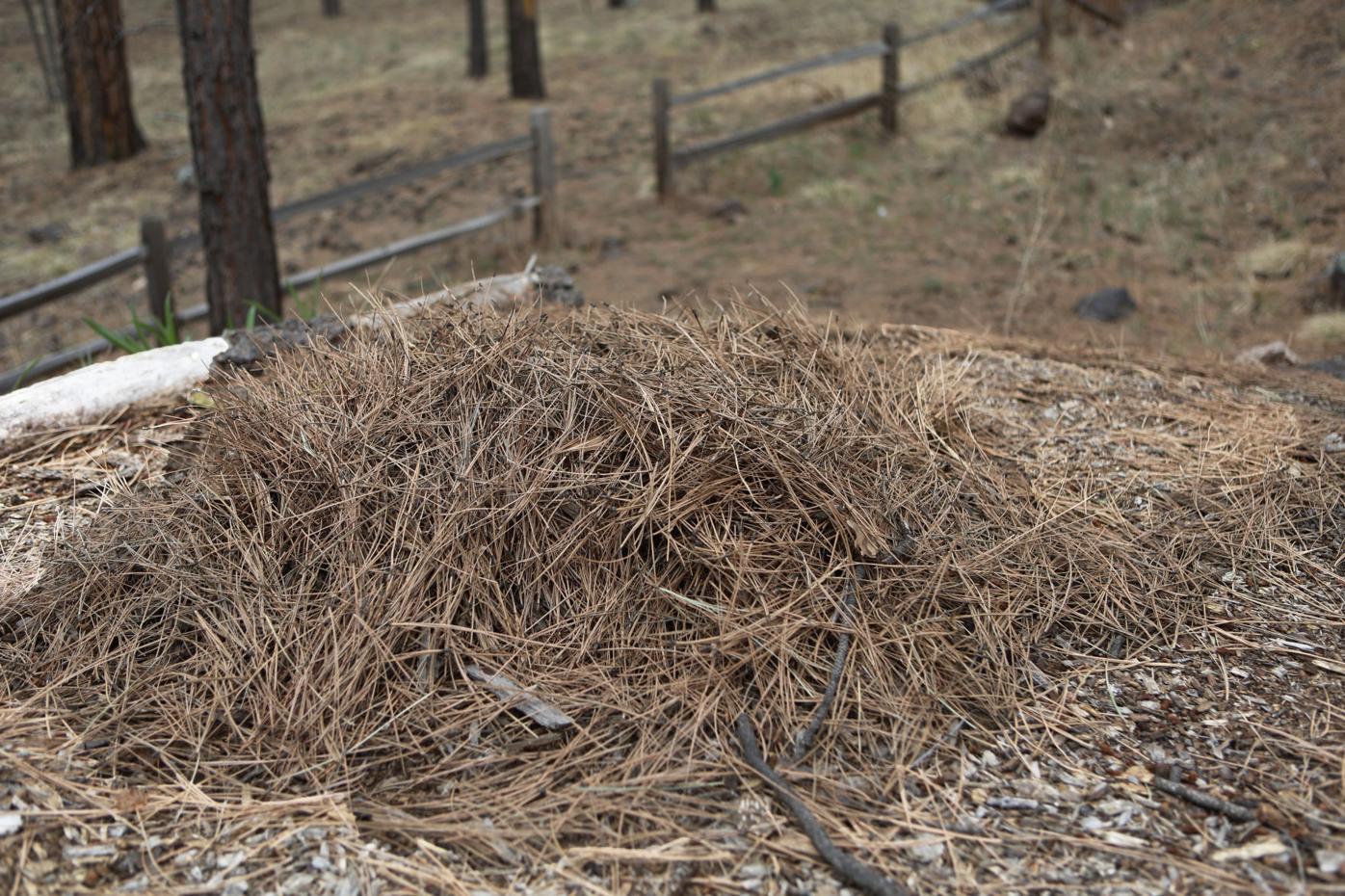 Ponderosa Pine Needles: Techniques for Successful Composting - WNPS Blog -  Botanical Rambles