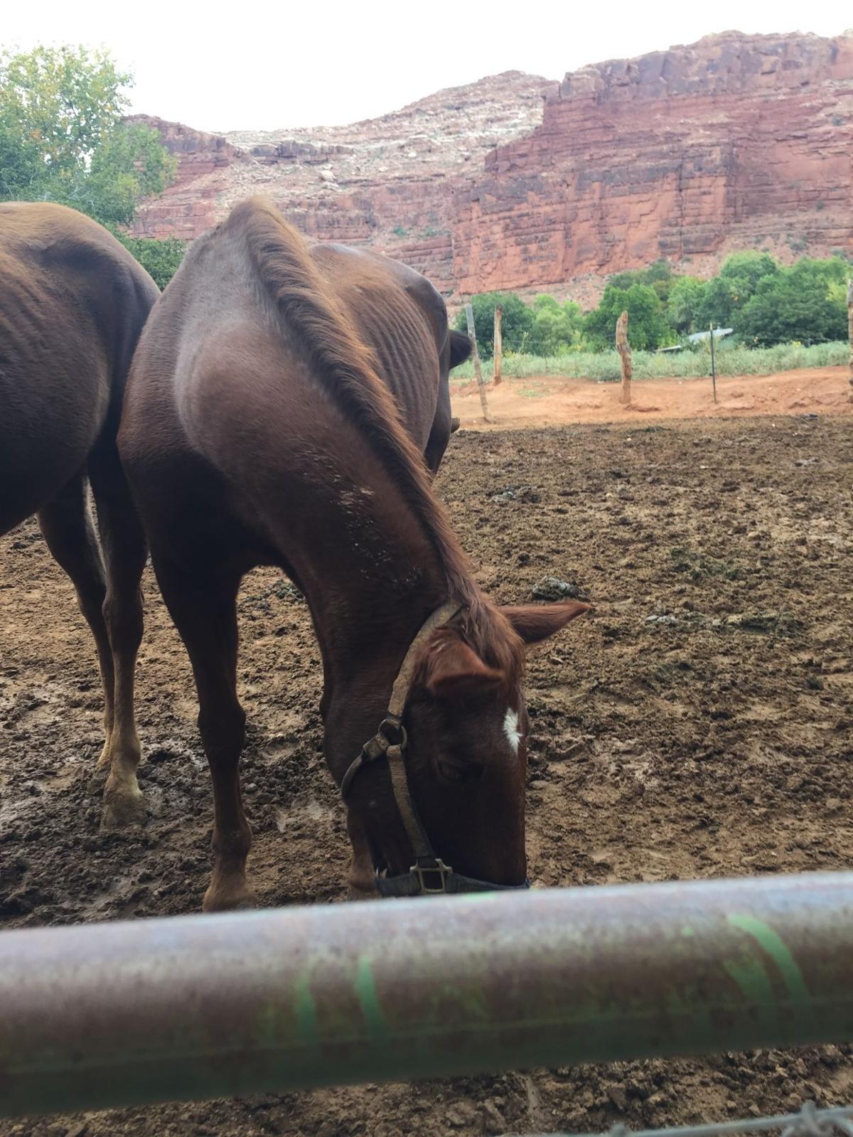 Horses in Supai
