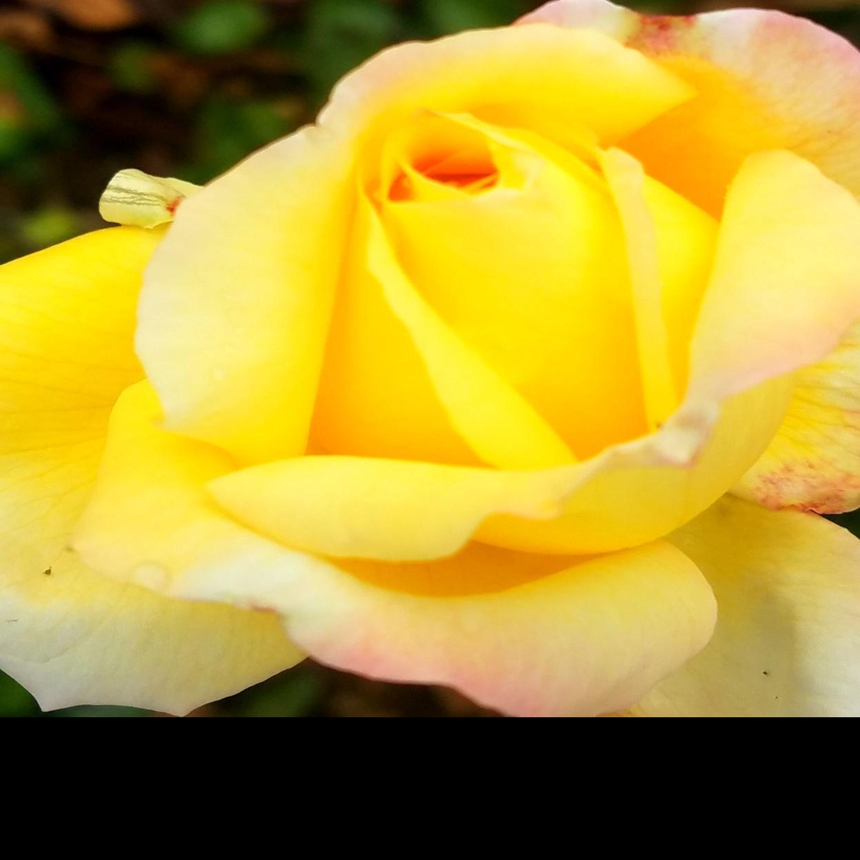 Gardening Etcetera Protect Your Roses In Winter By Mulching In
