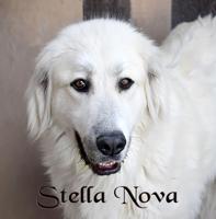 CHA Pet of the Week: Stella Nova