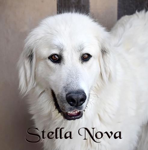 Stella Nova