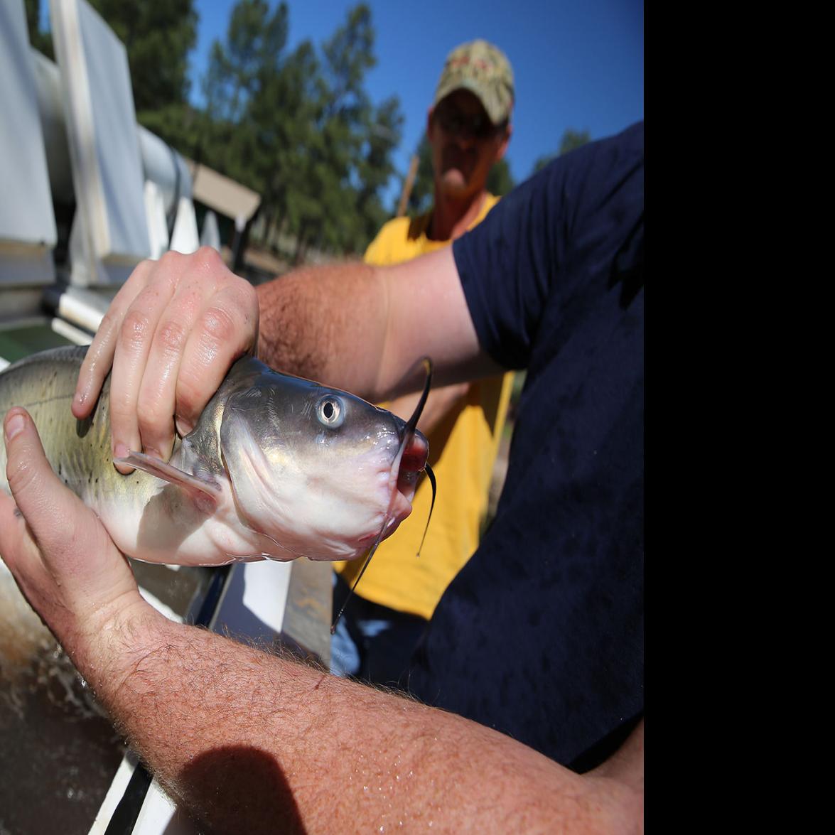 Flagstaff S Frances Short Pond Teeming With Fish After Spring Stocking Local Azdailysun Com