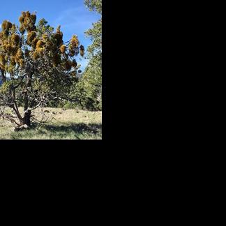 Ask a Ranger: Mistletoe easy on eyes, hard on trees | Columnists ...