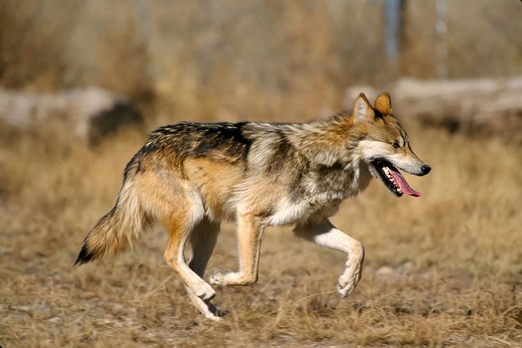 Arizona Coyotes unveil new look with uniforms - Cronkite News