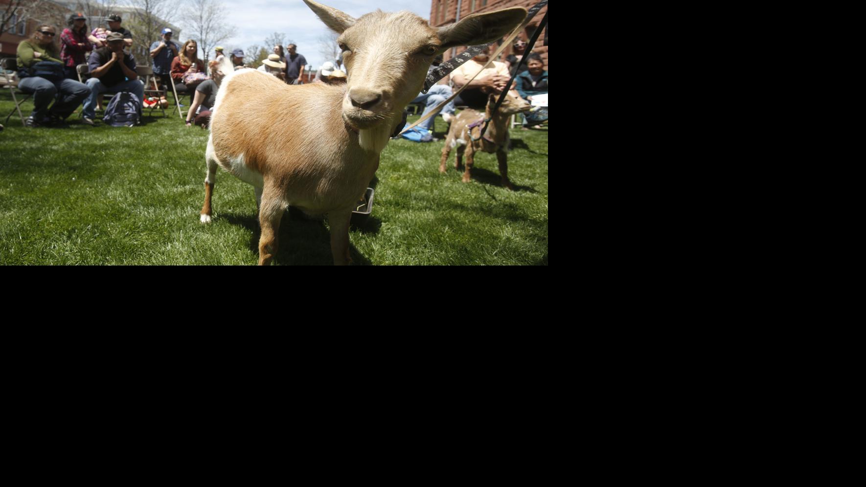 Flagstaff Trailheads: Flagstaff Earth Day moves to Bushmaster Park