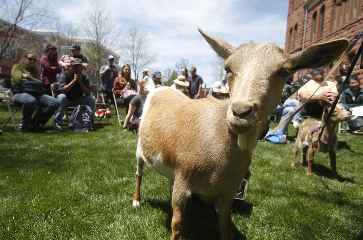 Goats galore no more; restrictions to address friction with chickens in