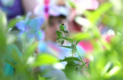 Arboretum Summer Camp