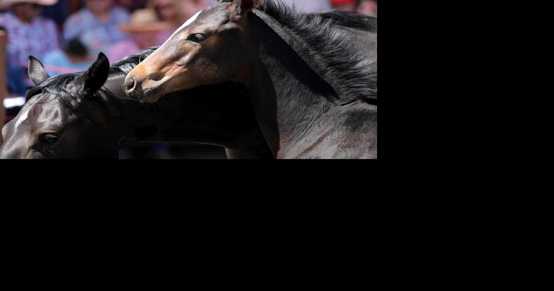 Gallery: Horsing around at the annual Babbitt Ranches colt sale | Local ...