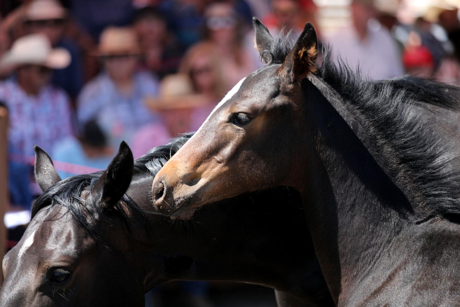 Gallery Horsing around at the annual Babbitt Ranches colt sale Local