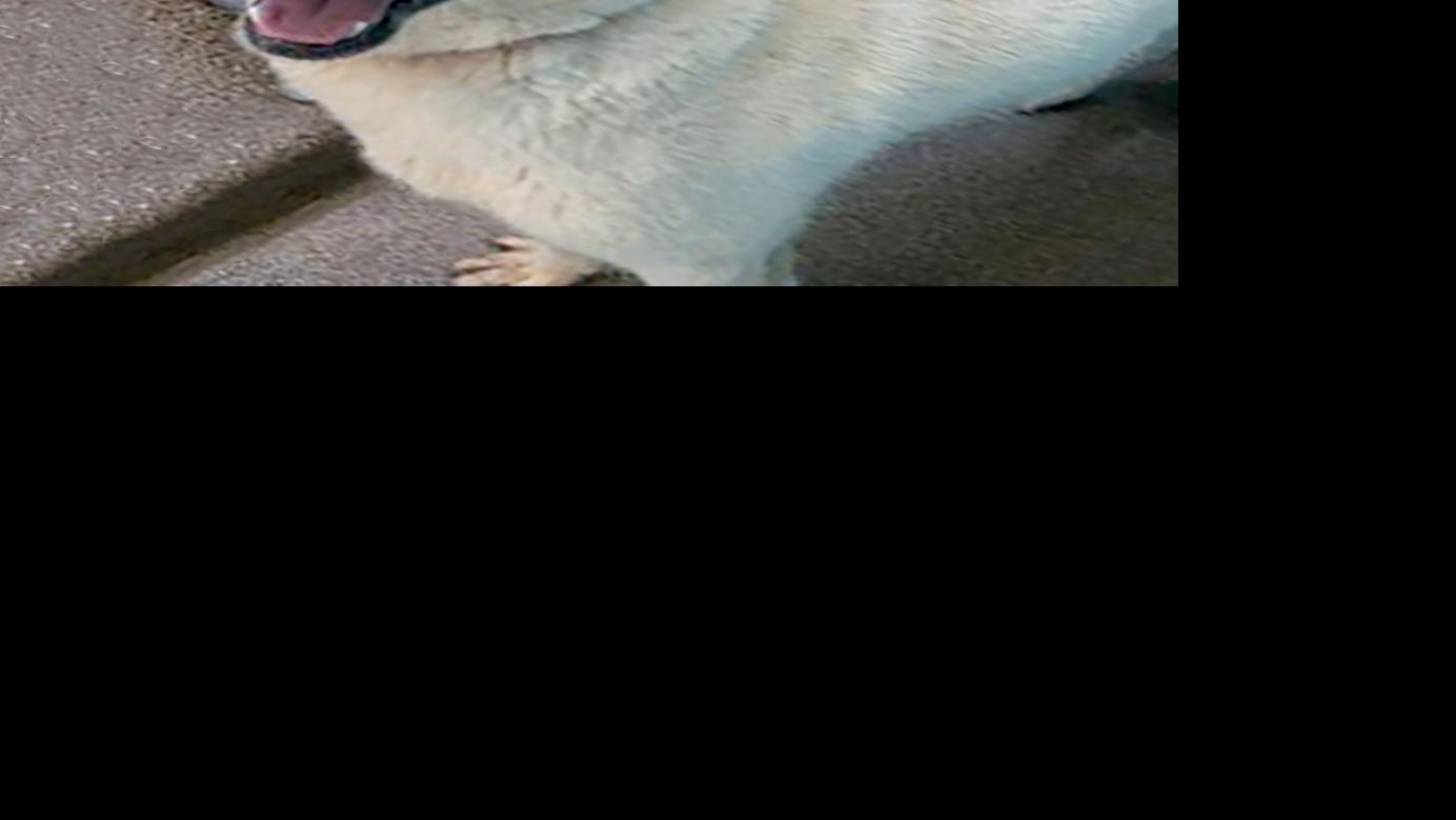 Pet of the Week: Clyde