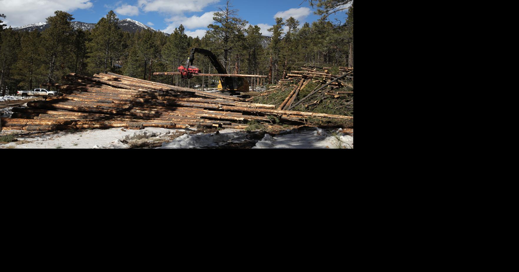Forest restoration work to begin northeast of Flagstaff