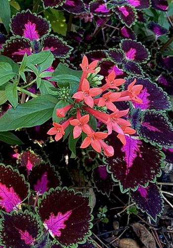 LIF-HOME-ONGARDENING-1-MCT
