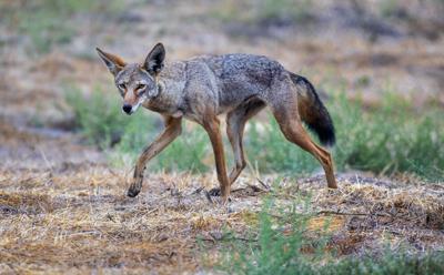 US-NEWS-ENV-CALIF-COYOTE-HUNTING-OC