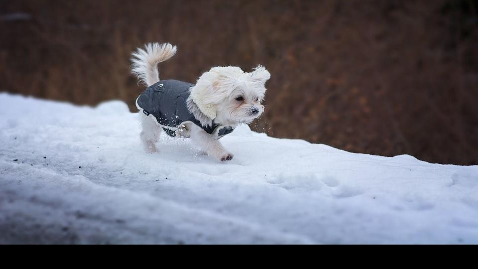 Protect your dog’s paws with this non-toxic ice melt