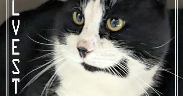 CHA Pet of the Week: Sylvester - Vimarsana News
