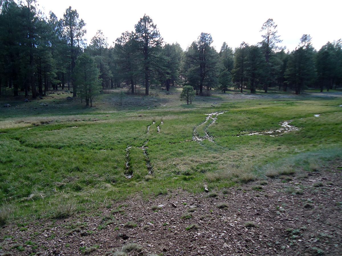 Griffith's Spring near Flagstaff damaged by offroader Crime and