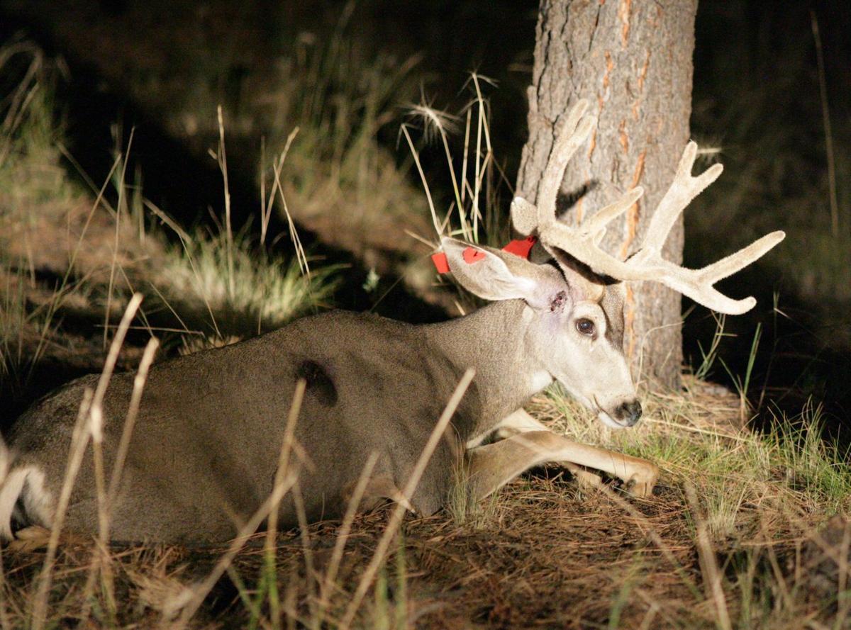 Archery hunting in Flagstaff to be scaled back Local