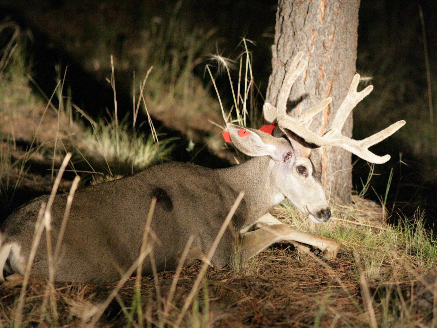 Archery hunting in Flagstaff to be scaled back | Local News | azdailysun.com