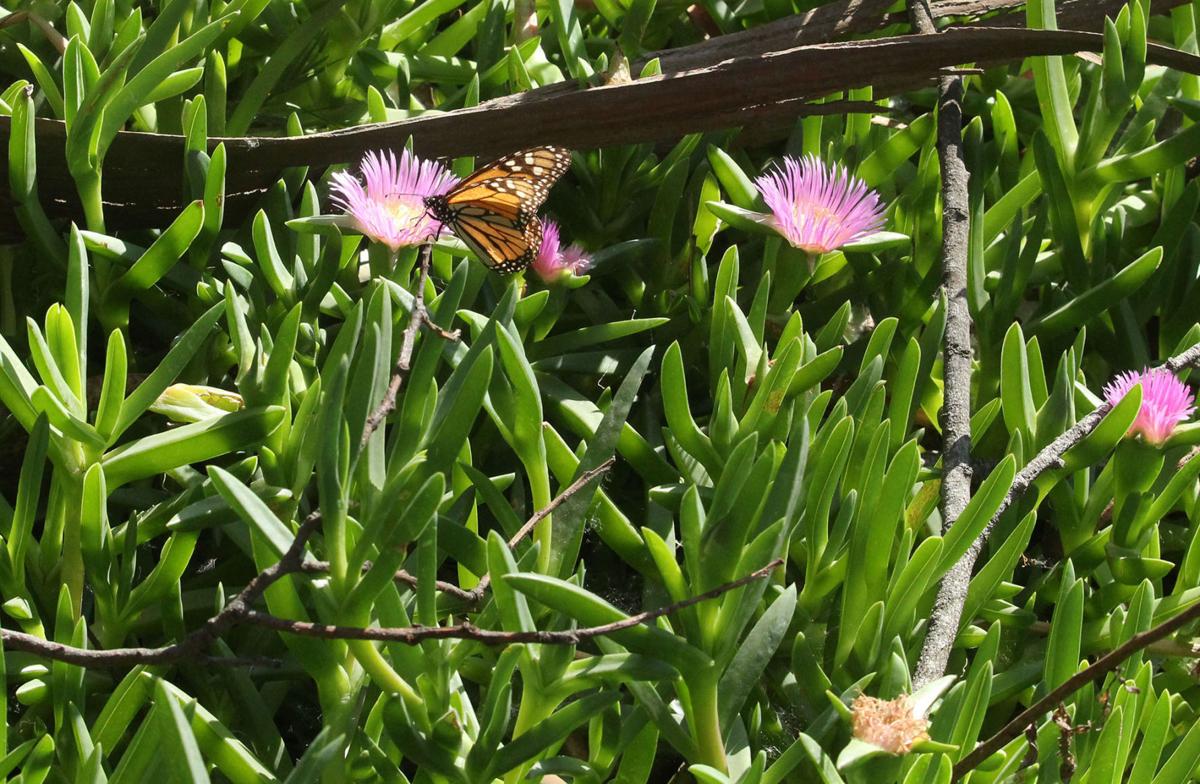 Butterfly1.JPG