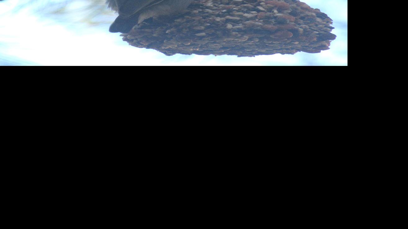 Nature Notes: Recovering from a dry winter