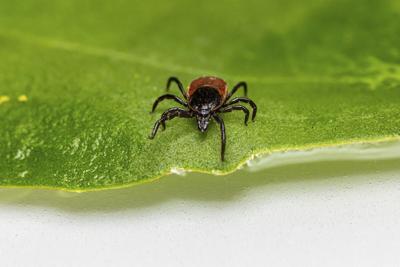 Tick