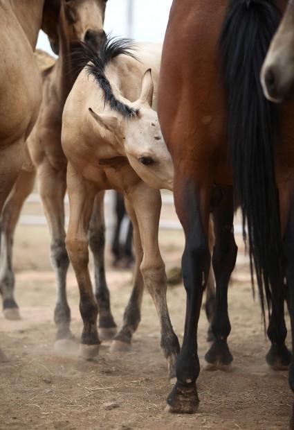 Hashknife sale a Babbitt Ranches tradition