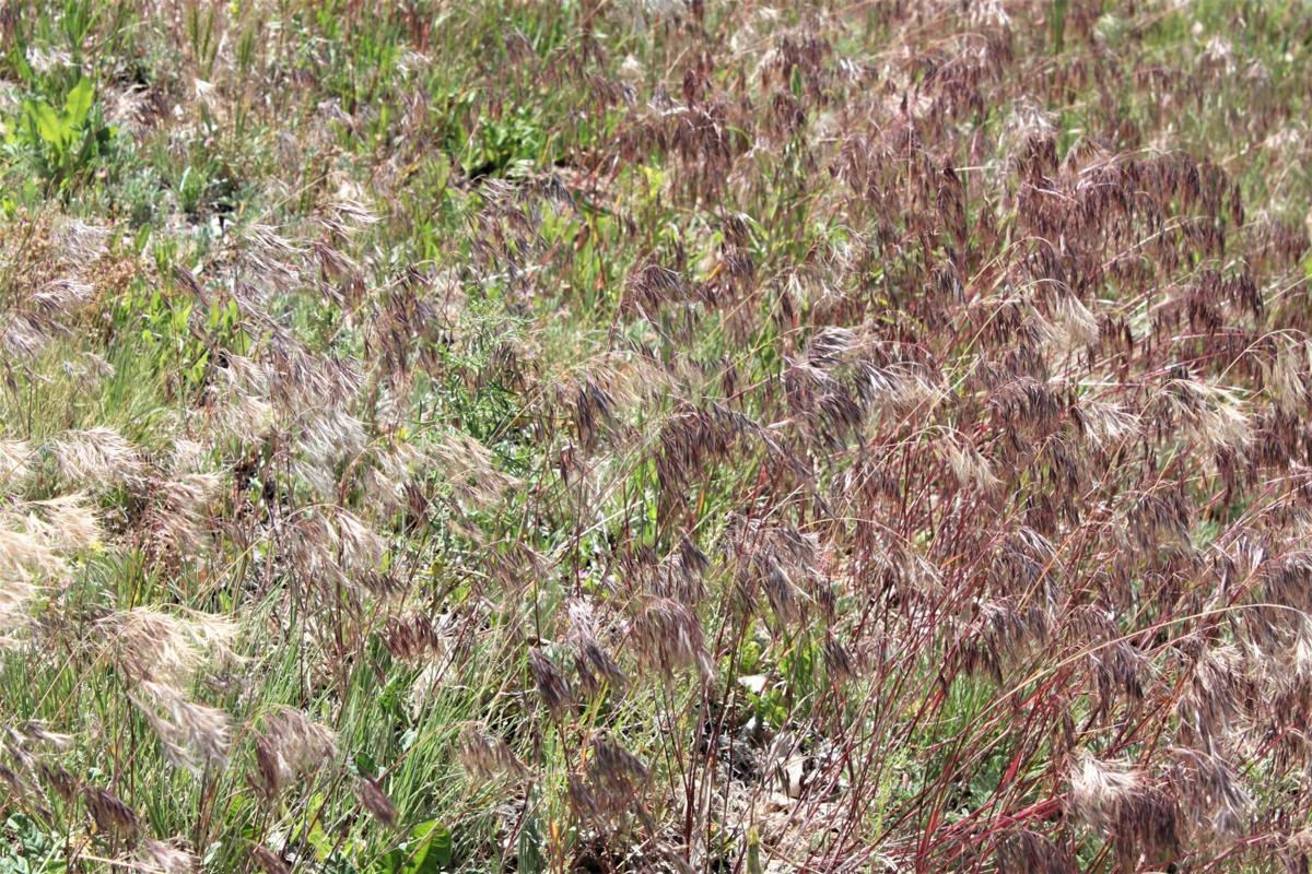 Cheatgrass