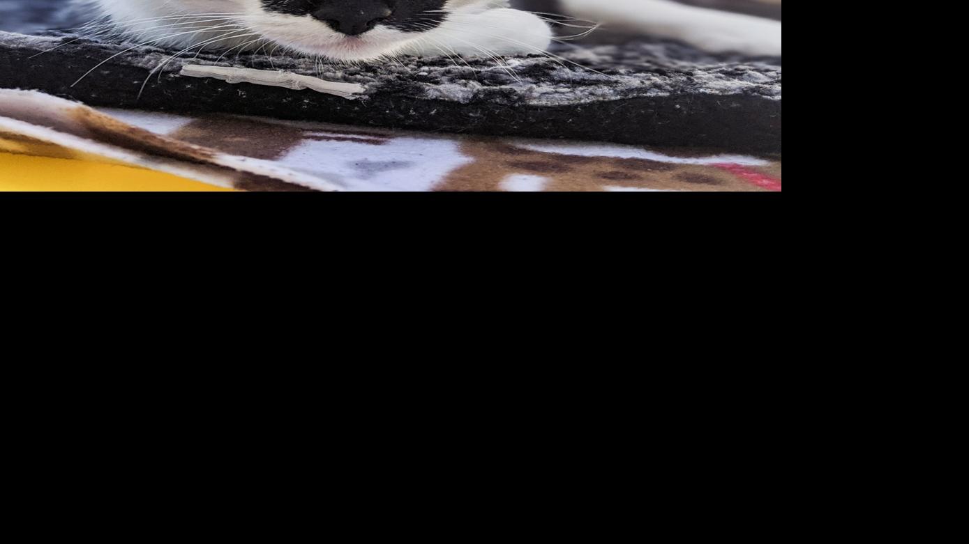 Pet of the Week: Polkadot