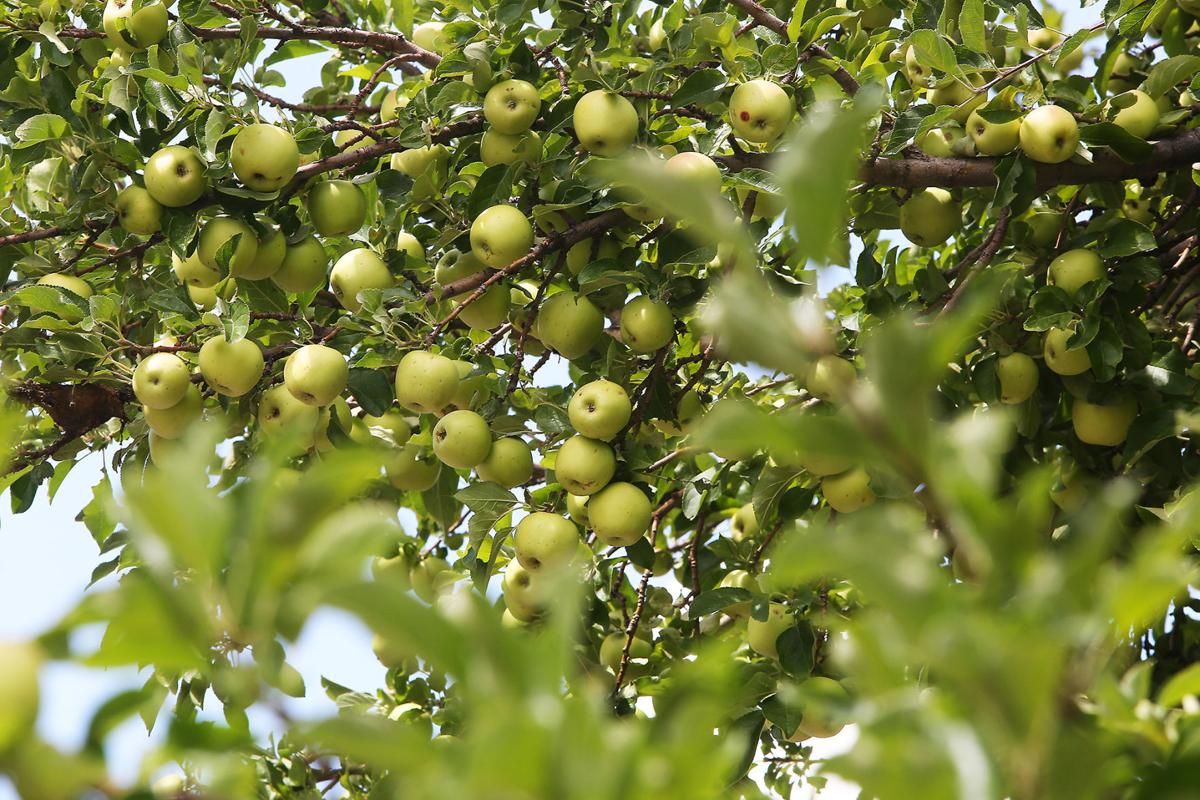 Bumper apple crop due to warmer April