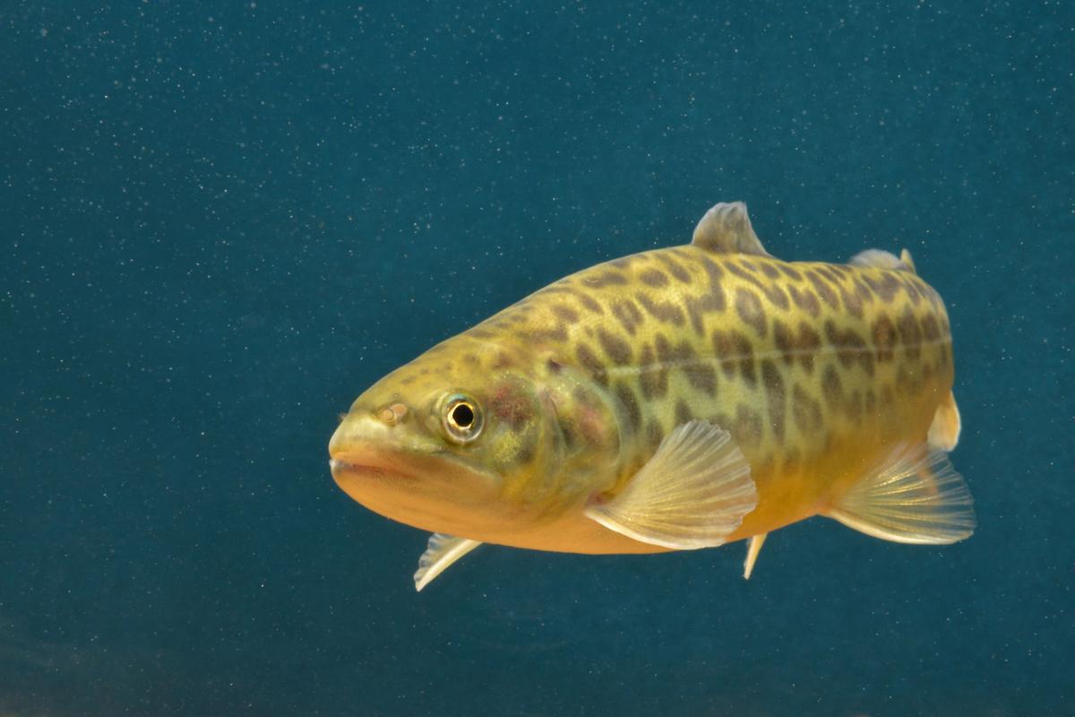 Tiger trout now roam Arizona waters Local