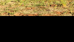 Wildfire off Ponderosa Parkway near Catholic church burns less than acre