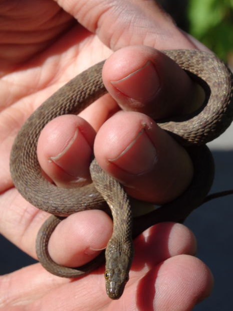 gartersnake2