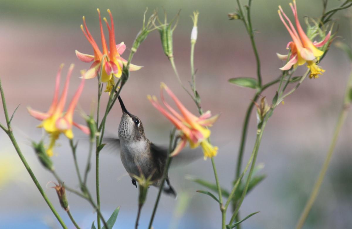Hummer and Columbine