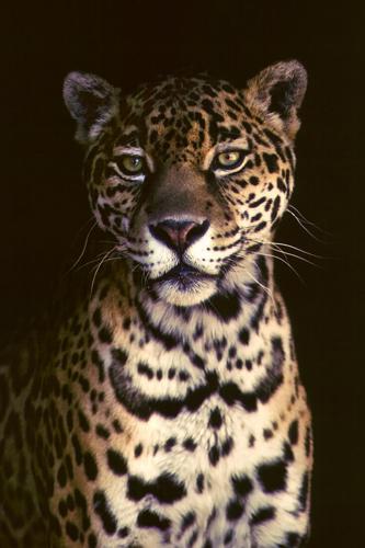 Jaguar Warrior, Jaguar Protector