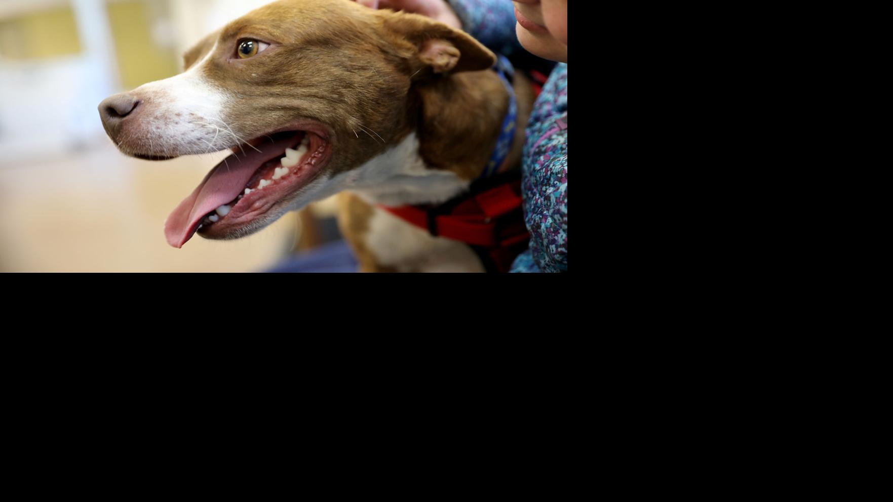 Hot Picks: Things to do in Flagstaff this week, Oct. 29-Nov. 4