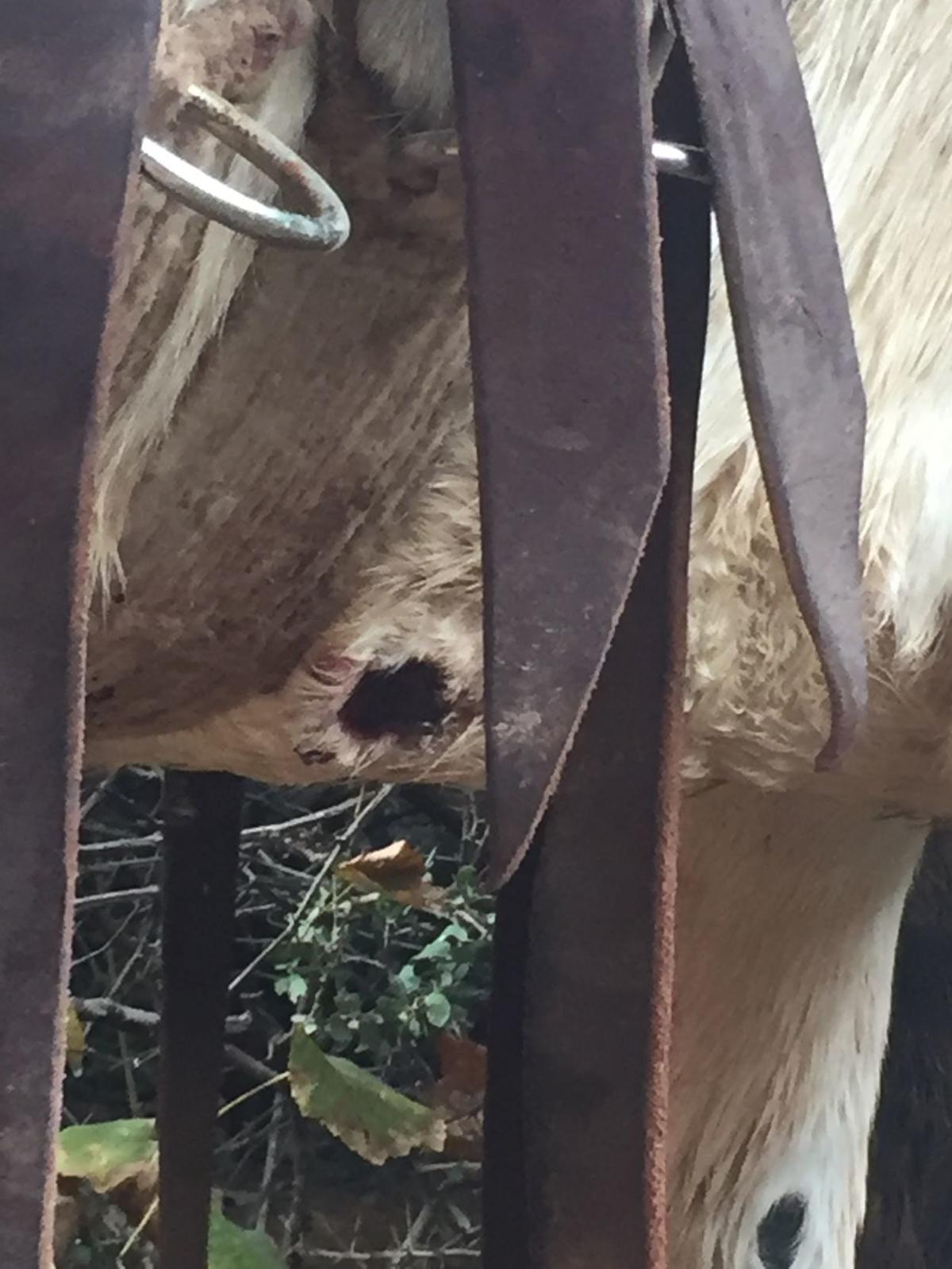Wounded horse in Havasupai