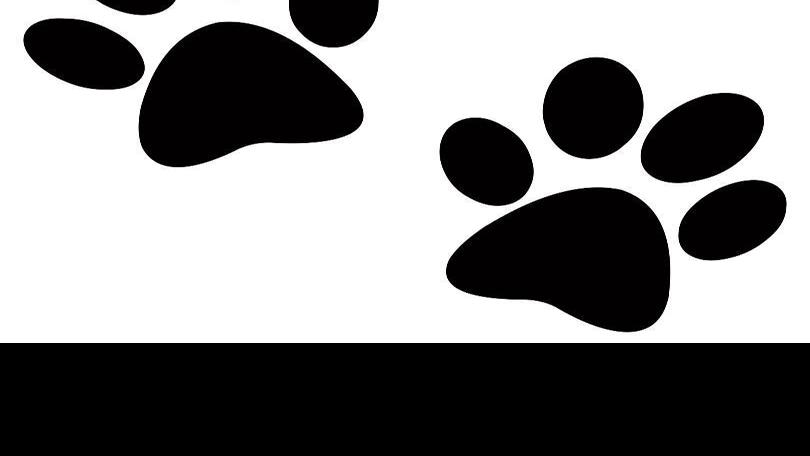 Ask the Vet: When to get a dog examined after a fight